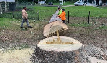 Stump Grinding