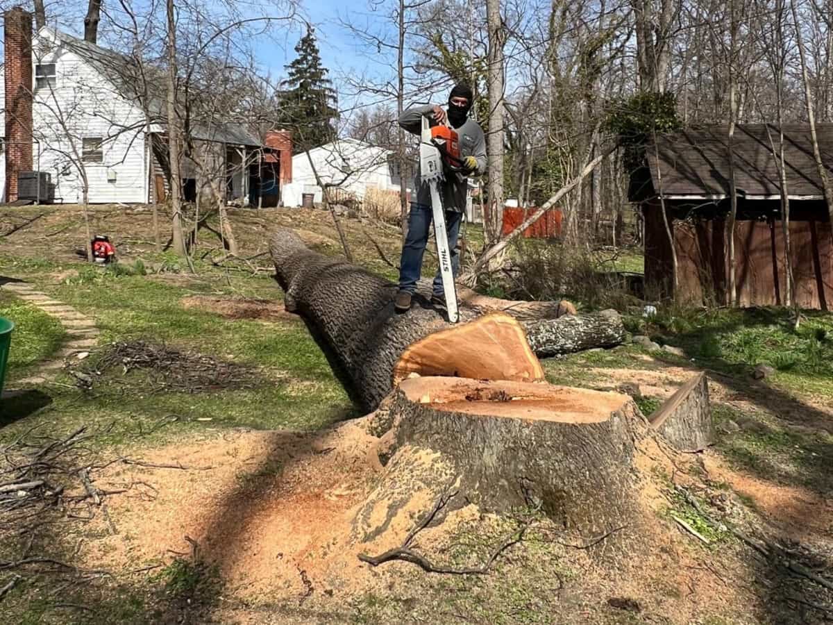 Stump Grinding