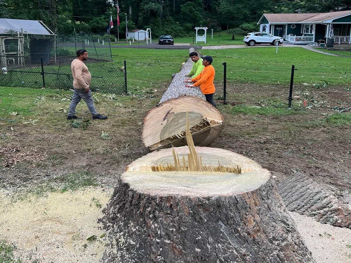 Stump Grinding