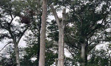 Tree Pruning