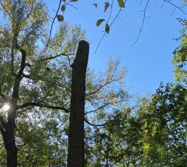 Tree Pruning