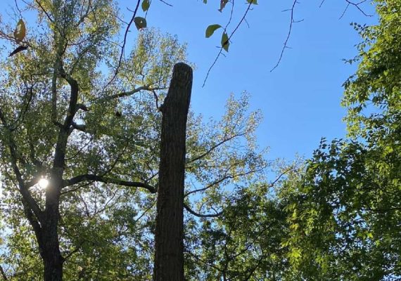 Tree Pruning