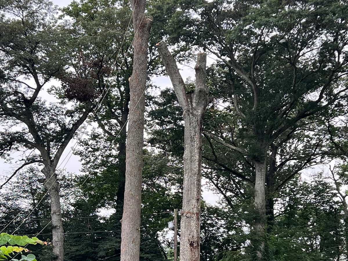 Tree Pruning