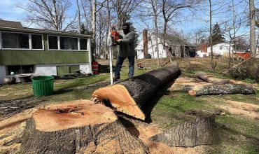Tree Removal
