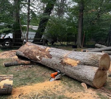 Tree Removal