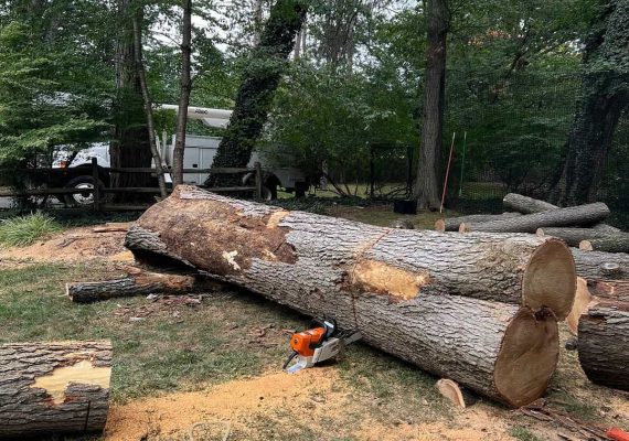 Tree Removal