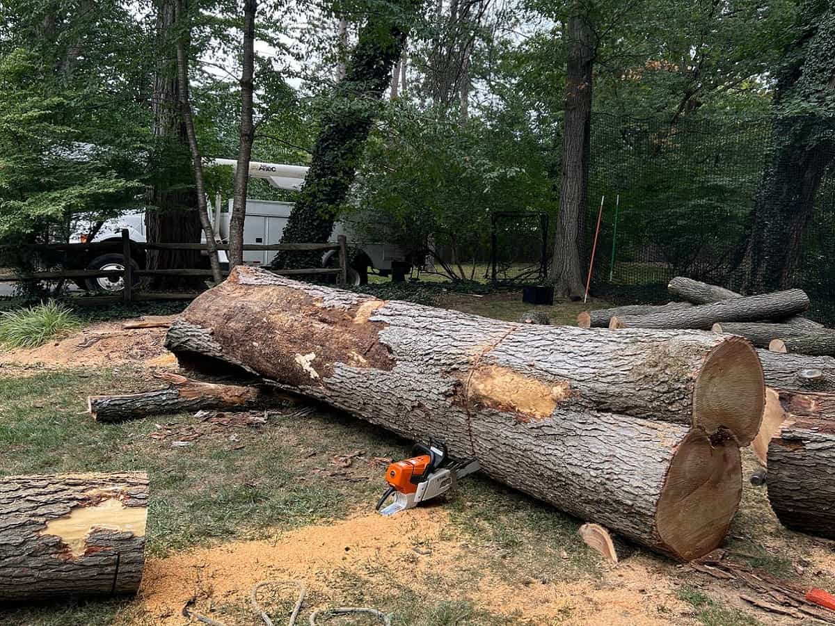 Tree Removal