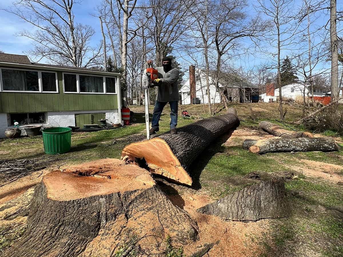 Tree Removal