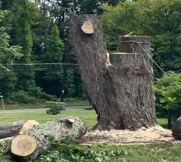 Tree Services