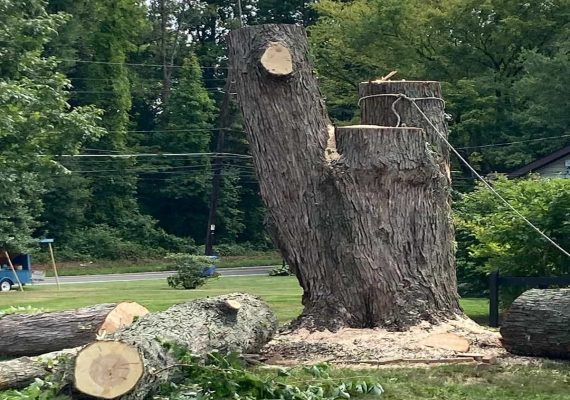 Tree Services