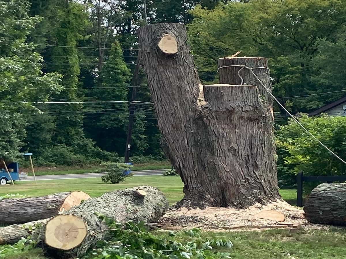 Tree Removal