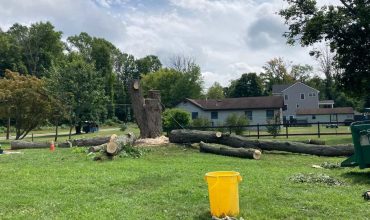 Tree Services
