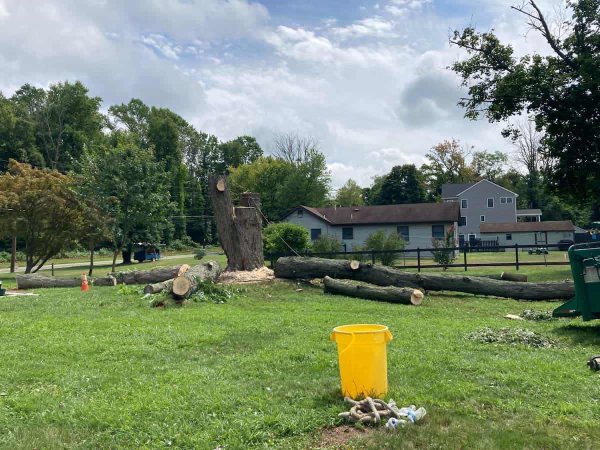 Tree Services
