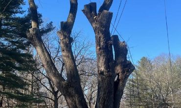 Tree Trimming