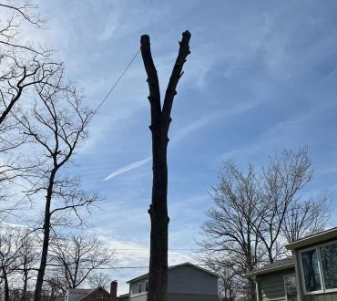 Tree Trimming