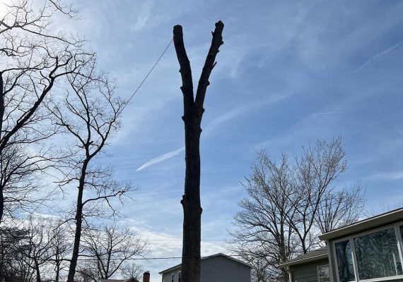 Tree Trimming