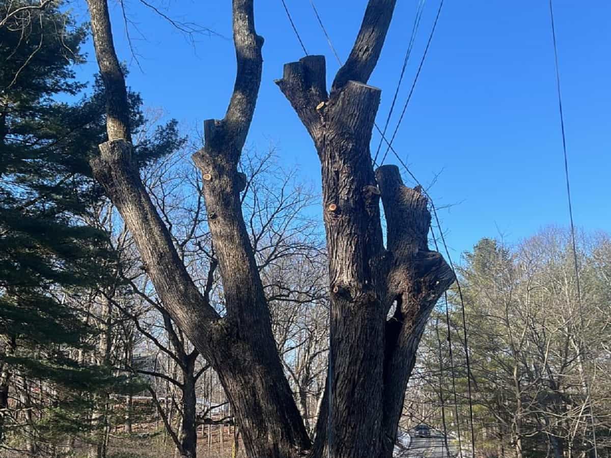 Tree Trimming