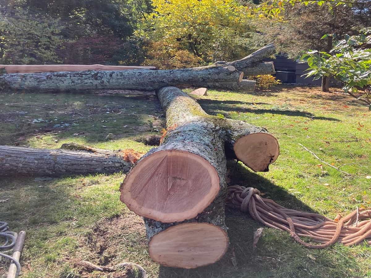 Tree Removal in Northwest Greensboro, NC
