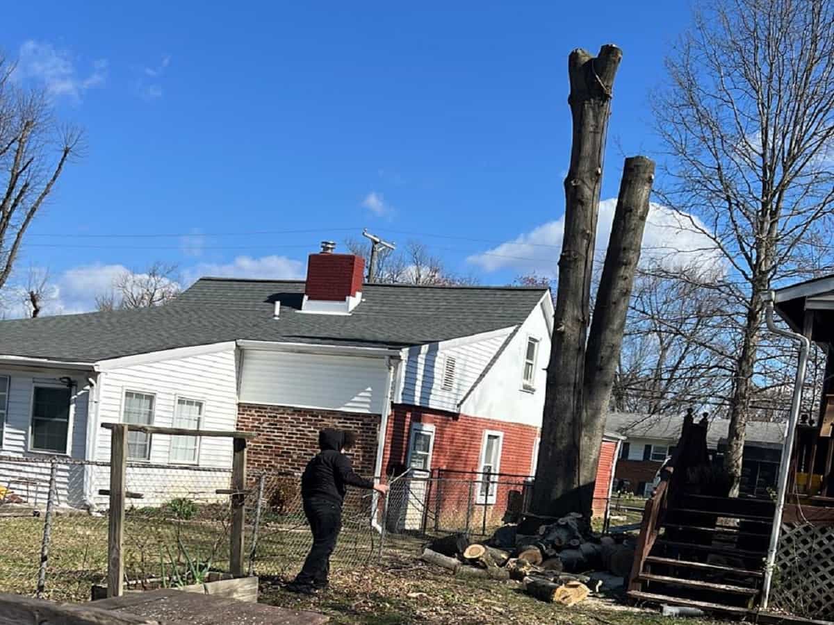 Tree Services in Kernersville, NC