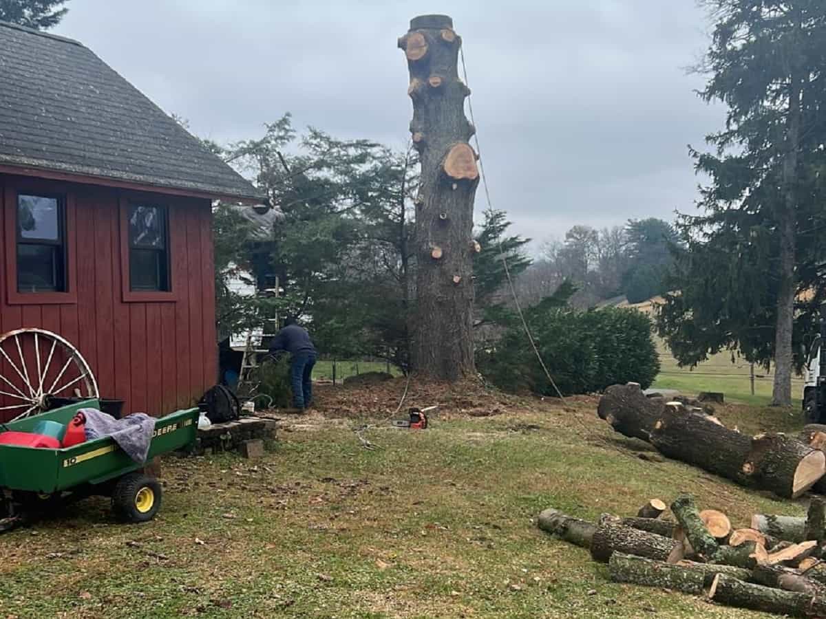 Tree Services in Oak Ridge, NC